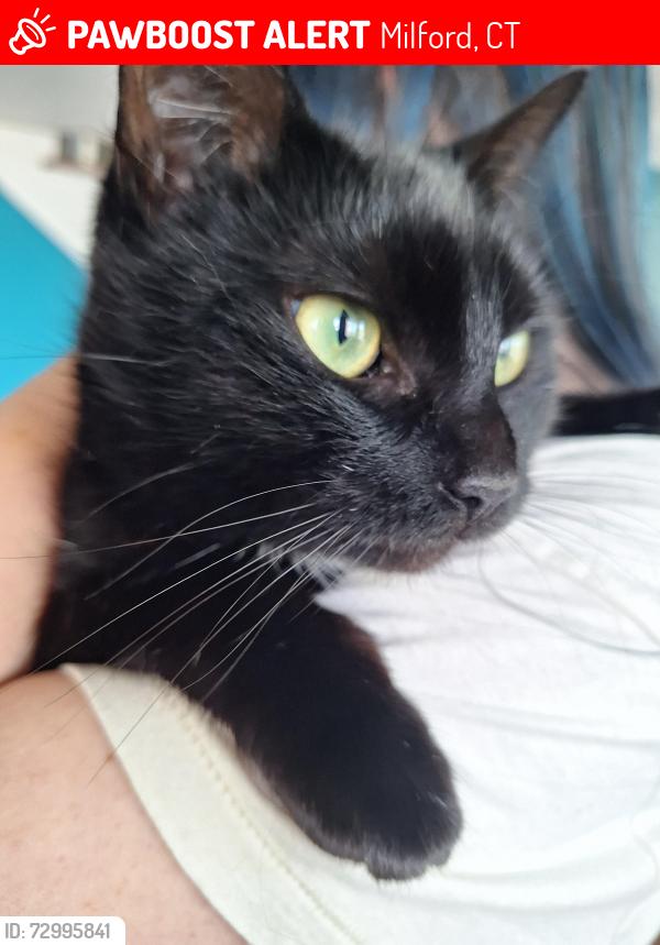 Lost Female Cat last seen Naugatuck Ave/ Miller Ave, Milford, CT 06460