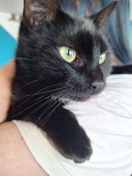 Lost Female Cat last seen Naugatuck Ave/ Miller Ave, Milford, CT 06460