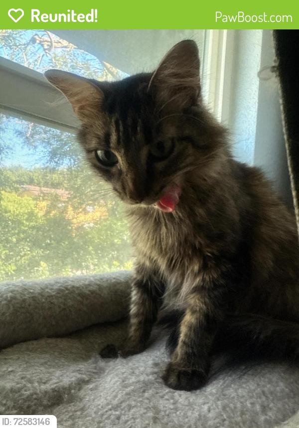 Reunited Female Cat last seen Byrd Dr , Mesquite, TX 75150