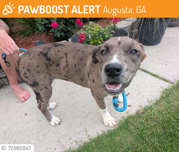 Found/Stray Female Dog last seen Cross Creek high school, Augusta, GA 30906