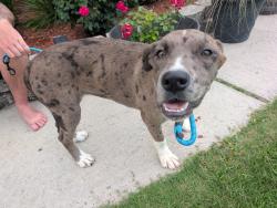 Found/Stray Female Dog last seen Cross Creek high school, Augusta, GA 30906
