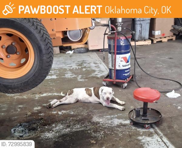 Found/Stray Male Dog last seen NW 10th and Portland , Oklahoma City, OK 73107