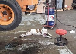 Found/Stray Male Dog last seen NW 10th and Portland , Oklahoma City, OK 73107