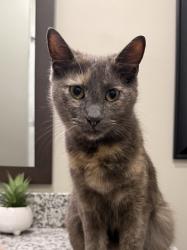 Found/Stray Female Cat last seen The stills apmt complex , Nashville, TN 37209
