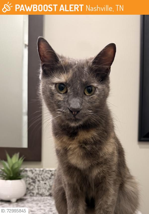 Found/Stray Female Cat last seen The stills apmt complex , Nashville, TN 37209