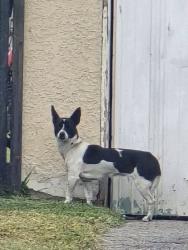 Found/Stray Unknown Dog last seen Cypress and Bayse St., El Monte, CA 91731