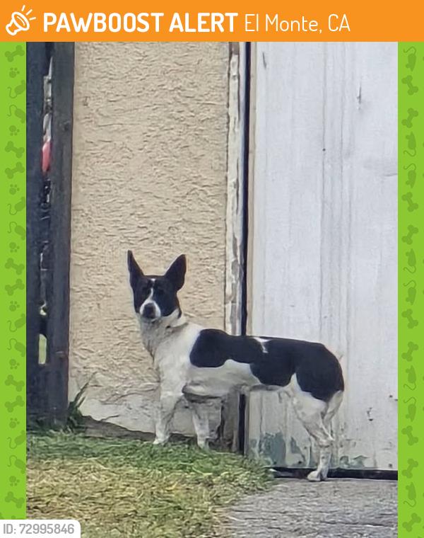 Found/Stray Unknown Dog last seen Cypress and Bayse St., El Monte, CA 91731
