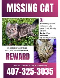 Lost Male Cat last seen Roann drive by bear gully creek and 417 highway , Oviedo, FL 32765