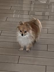 Reunited Male Dog last seen Whitney Ranch and Arroyo Grande, Henderson, NV 89014