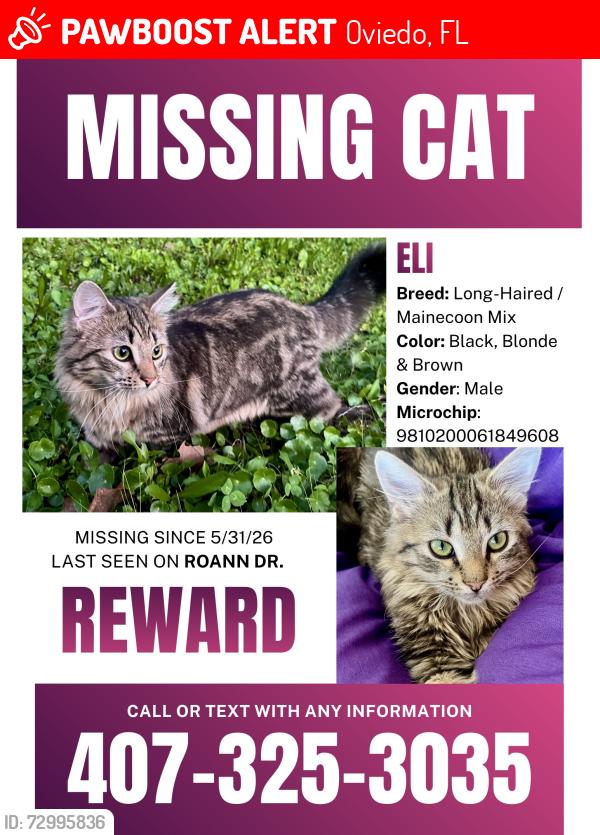 Lost Male Cat last seen Roann drive by bear gully creek and 417 highway , Oviedo, FL 32765