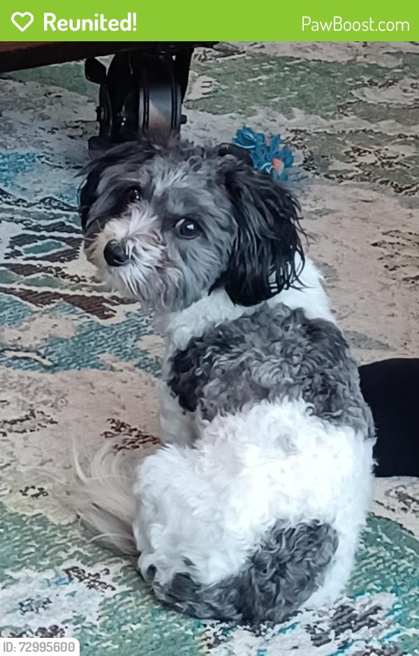 Reunited Female Dog last seen Rawson and 17th Ave, South Milwaukee, WI 53172