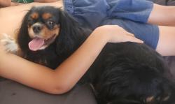 Reunited Female Dog last seen Pebble & pecos, Henderson, NV 89074