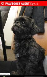 Reunited Male Dog last seen bluff city blvd and liberty st  elgin, Elgin, IL 60120
