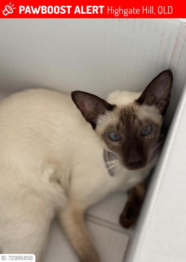 Lost Female Cat last seen Brydon Park, Gladstone road, Dornoch Terrace, Dauphin Street, Highgate Hill Park, Highgate Hill, QLD 4101