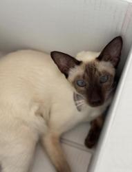 Lost Female Cat last seen Brydon Park, Gladstone road, Dornoch Terrace, Dauphin Street, Highgate Hill Park, Highgate Hill, QLD 4101
