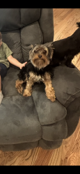 Lost Male Dog last seen Mt Zion Baptist Church, Warrior, AL 35180
