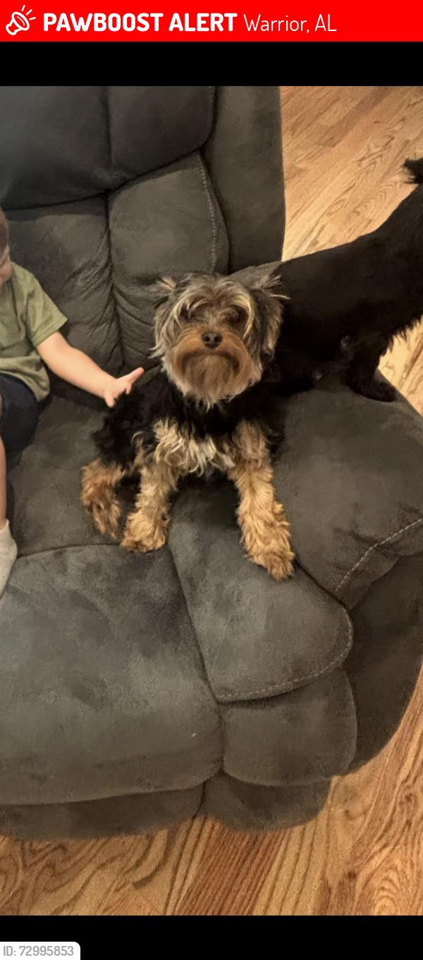 Lost Male Dog last seen Mt Zion Baptist Church, Warrior, AL 35180