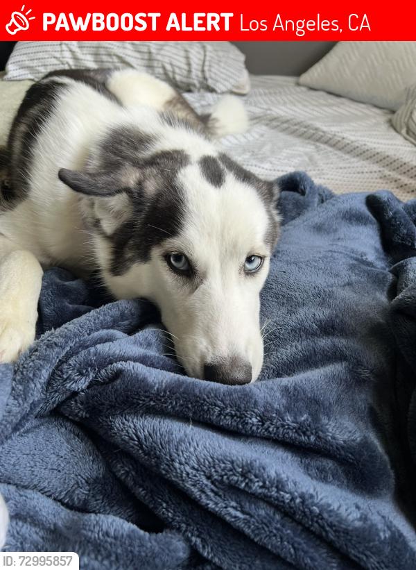 Lost Female Dog last seen Osborne st, Los Angeles, CA 91343