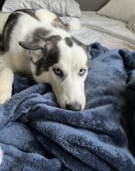 Lost Female Dog last seen Osborne st, Los Angeles, CA 91343
