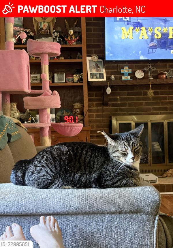Lost Female Cat last seen Harrisburg & albemarle , Charlotte, NC 28227