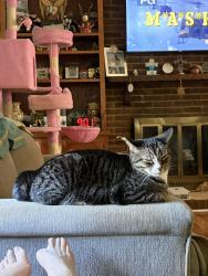Lost Female Cat last seen Harrisburg & albemarle , Charlotte, NC 28227