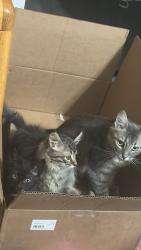 Lost Female Cat last seen Suburban Place, Greenwood, SC 29646