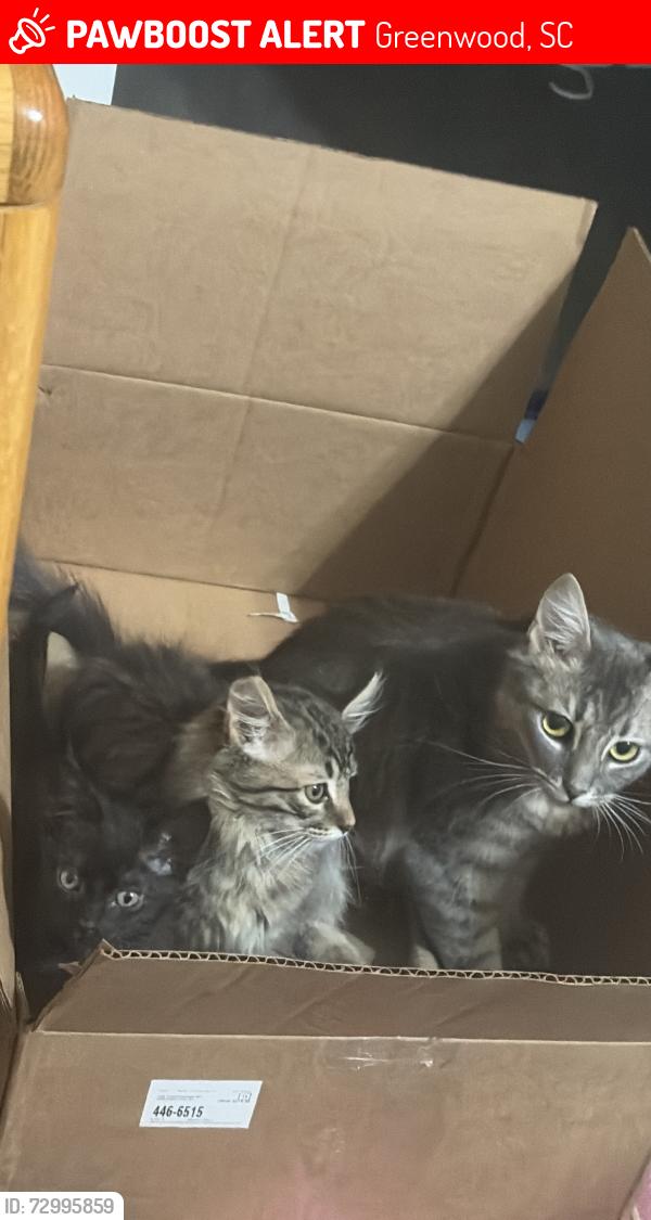 Lost Female Cat last seen Suburban Place, Greenwood, SC 29646