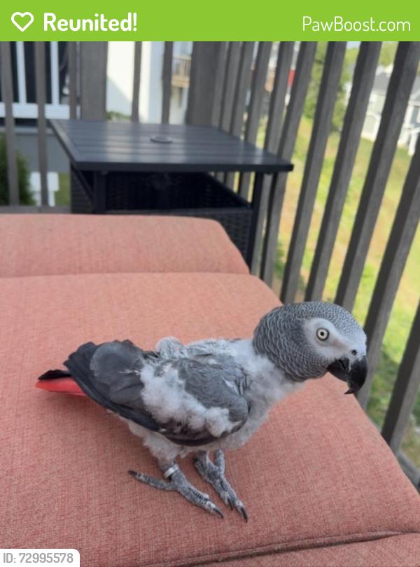 Reunited Female Bird last seen ashburg drive, Silver Spring Township, PA 17050