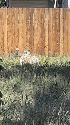 Found/Stray Unknown Dog last seen Near E 30th Ave, Aurora, CO 80011, Aurora, CO 80011