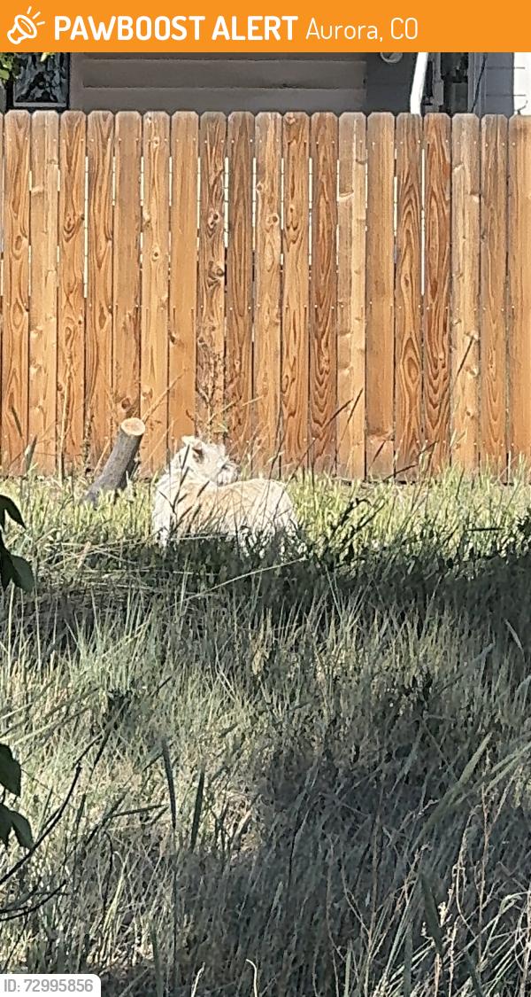 Found/Stray Unknown Dog last seen Near E 30th Ave, Aurora, CO 80011, Aurora, CO 80011