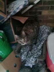 Lost Female Cat last seen Family dollar, Jellico, TN 37762
