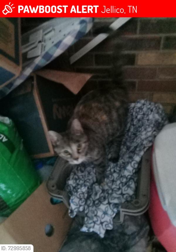 Lost Female Cat last seen Family dollar, Jellico, TN 37762