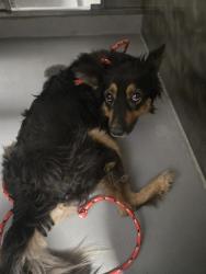 Shelter Stray Female Dog last seen OXFORD ST BAKERSFIELD, 201 S Mt Vernon Ave, Bakersfield, CA 93307, USA