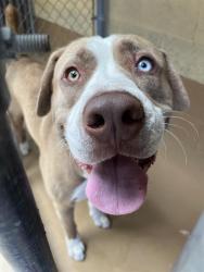 Shelter Stray Male Dog last seen W 28TH ST & NATIONAL CITY BLVD, 130 Beyer Way, Chula Vista, CA 91911, USA