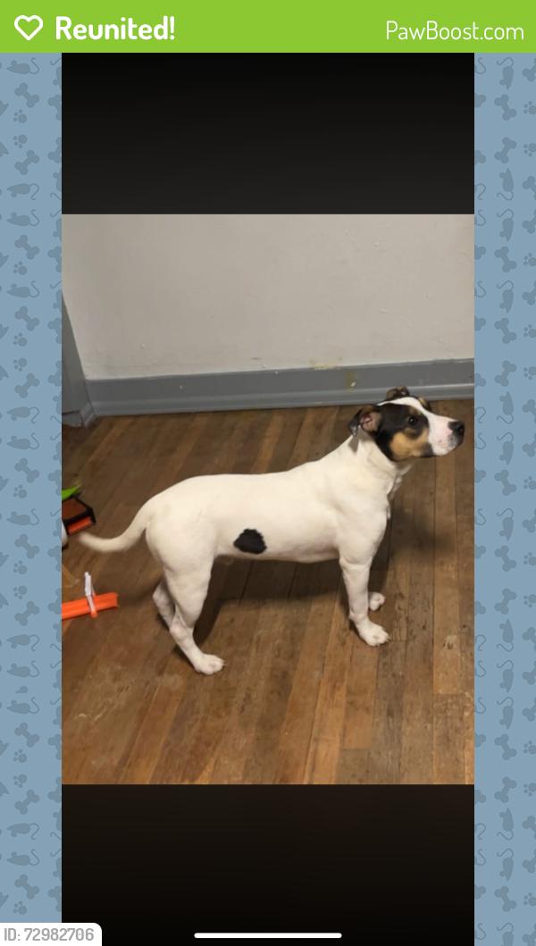 Reunited Male Dog last seen Knox Court and 10th Street near Villa Park Mini-Mart, Denver, CO 80204
