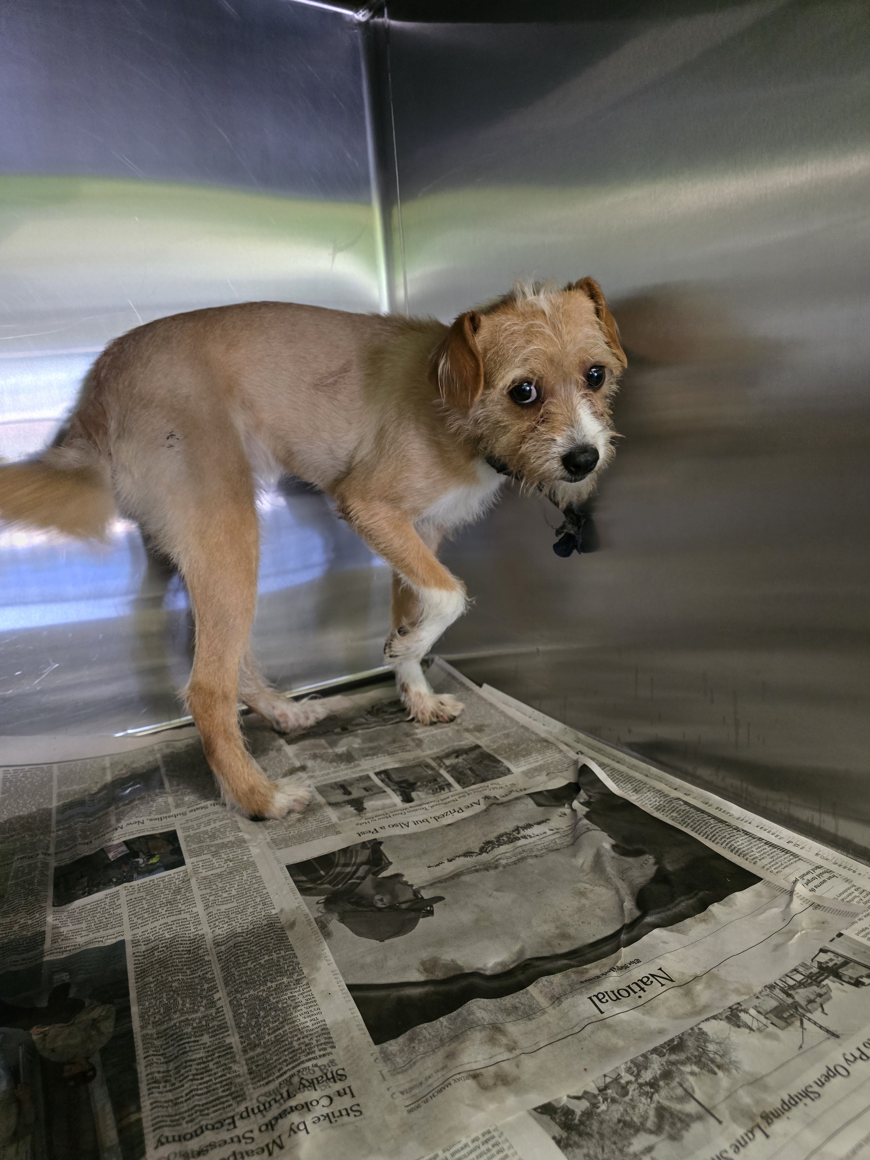 Shelter Stray Male Dog last seen , 1850 W 60th St, Los Angeles, CA 90047, USA