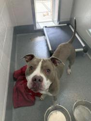 Shelter Stray Male Dog last seen Near , 2600 S Harding St, Indianapolis, IN 46221, USA