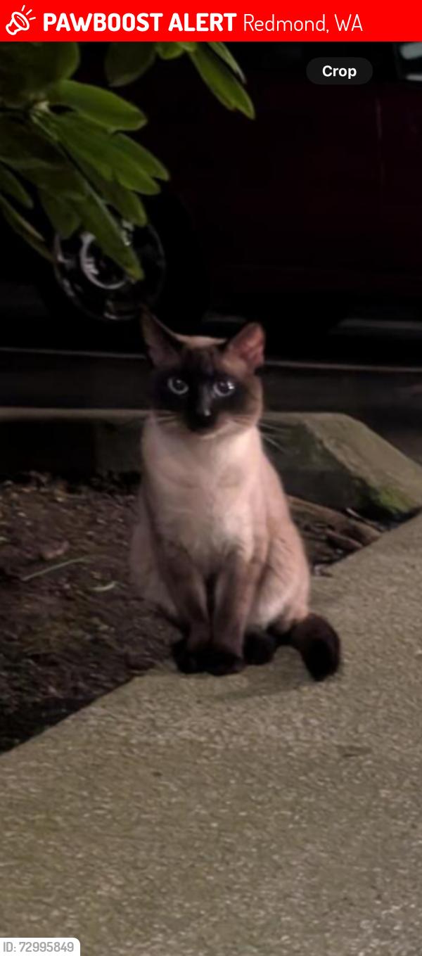 Lost Male Cat last seen Bella Bottega, Redmond, WA 98052