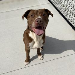 Shelter Stray Male Dog last seen Near , 2600 S Harding St, Indianapolis, IN 46221, USA