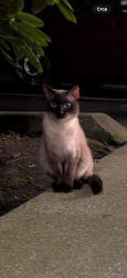 Lost Male Cat last seen Bella Bottega, Redmond, WA 98052