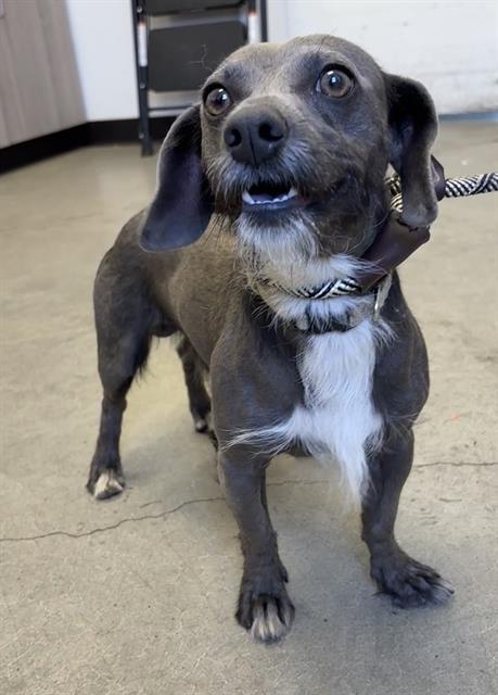 Shelter Stray Male Dog last seen Near BLOCK E THOMAS AVE, FRESNO CA 93728 3063, 5277 E Airways Blvd, Fresno, CA 93727, USA