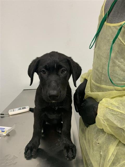 Shelter Stray Female Dog last seen Near BLOCK N COLLEGE AVE, FRESNO CA 93728 1907, 5277 E Airways Blvd, Fresno, CA 93727, USA