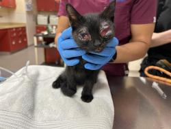 Shelter Stray Male Cat last seen Near BLOCK N WASHINGTON ST, DENVER CO 80216, 1241 W Bayaud Ave, Denver, CO 80223, USA