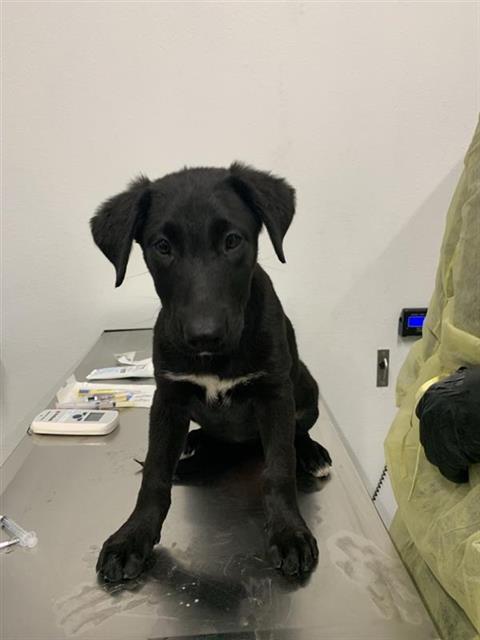 Shelter Stray Female Dog last seen Near BLOCK N COLLEGE AVE, FRESNO CA 93728 1907, 5277 E Airways Blvd, Fresno, CA 93727, USA