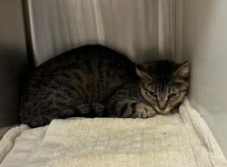 Shelter Stray Female Cat last seen RIVERDALE & 100TH, 12155 Park Blvd, Brighton, CO 80601, USA
