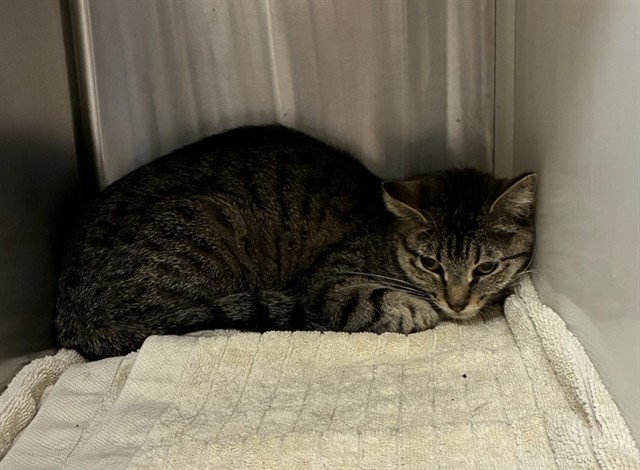 Shelter Stray Female Cat last seen RIVERDALE & 100TH, 12155 Park Blvd, Brighton, CO 80601, USA