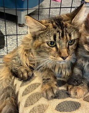 Shelter Stray Female Cat last seen Near BLOCK KRAMERIA ST, 12155 Park Blvd, Brighton, CO 80601, USA