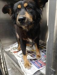 Shelter Stray Female Dog last seen , 3201 Lacy St, Los Angeles, CA 90031, USA