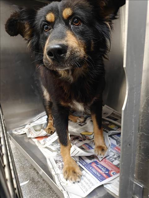 Shelter Stray Female Dog last seen , 3201 Lacy St, Los Angeles, CA 90031, USA