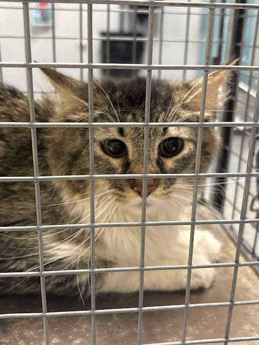 Shelter Stray Female Cat last seen Near BLK OF BOBBYE AVE, 655 N Mojave Rd, Las Vegas, NV 89101, USA